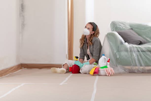 Trusted Basement Mold Remediation service in Brighton, IL - Cheap Mold Removal