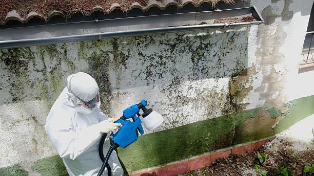 Trusted Mold Testing service in Brighton, IL - Cheap Mold Removal